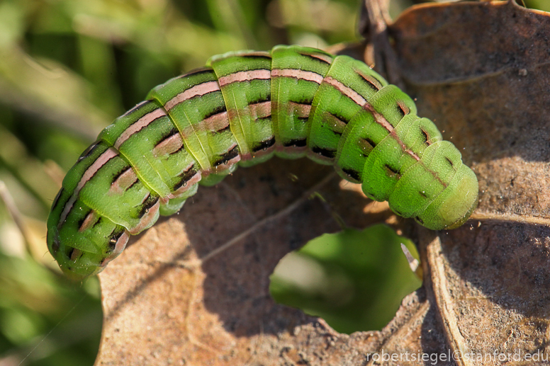 caterpillar